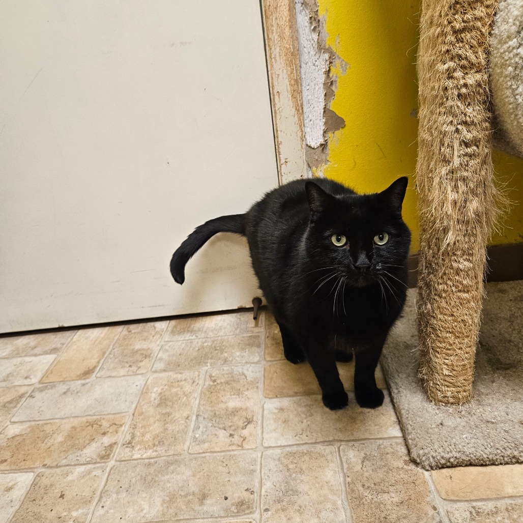 Purrcy, an adoptable Domestic Short Hair in Monroe, LA, 71203 | Photo Image 3
