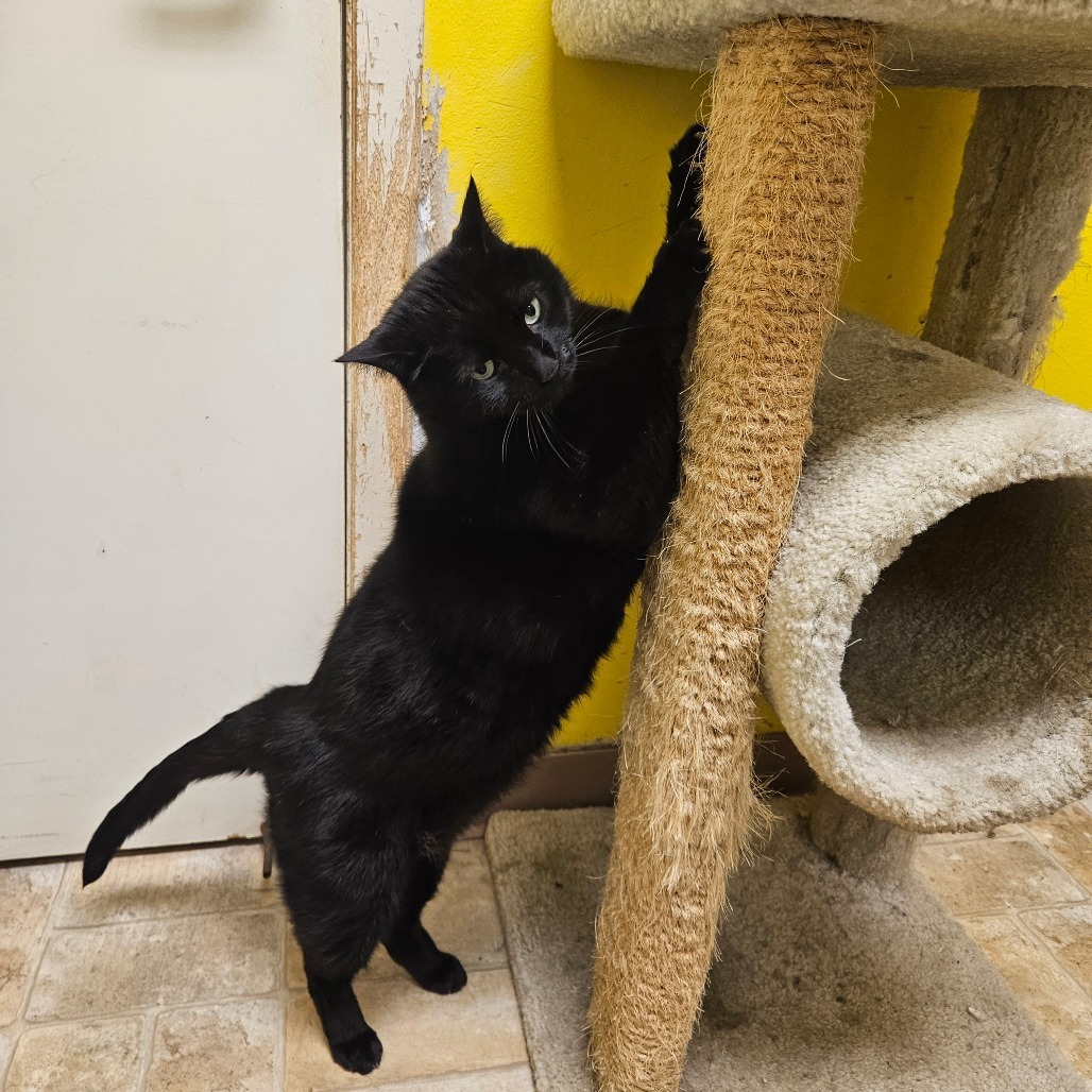 Purrcy, an adoptable Domestic Short Hair in Monroe, LA, 71203 | Photo Image 4