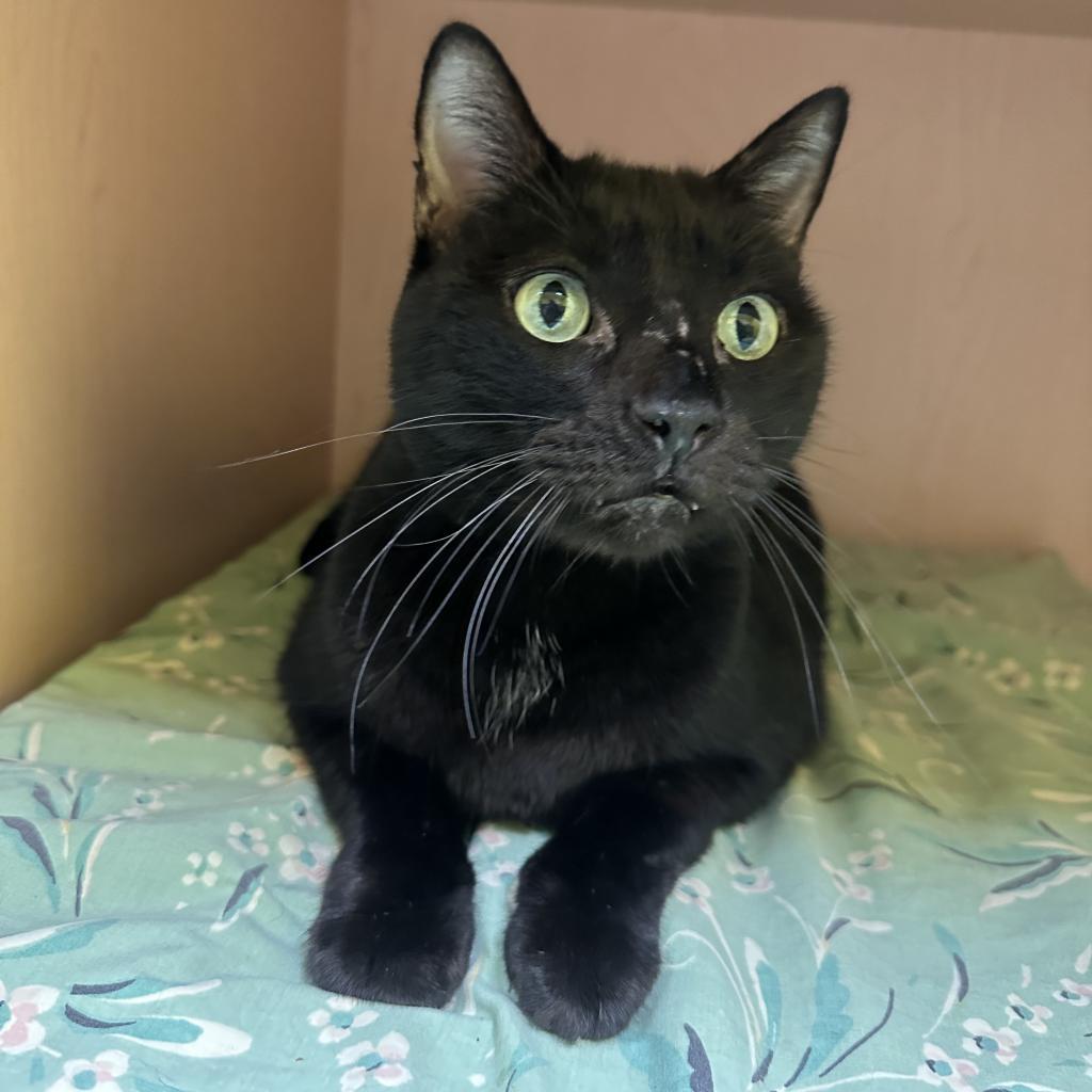 Samuel L. Catson, an adoptable Domestic Short Hair in Monroe, LA, 71203 | Photo Image 1