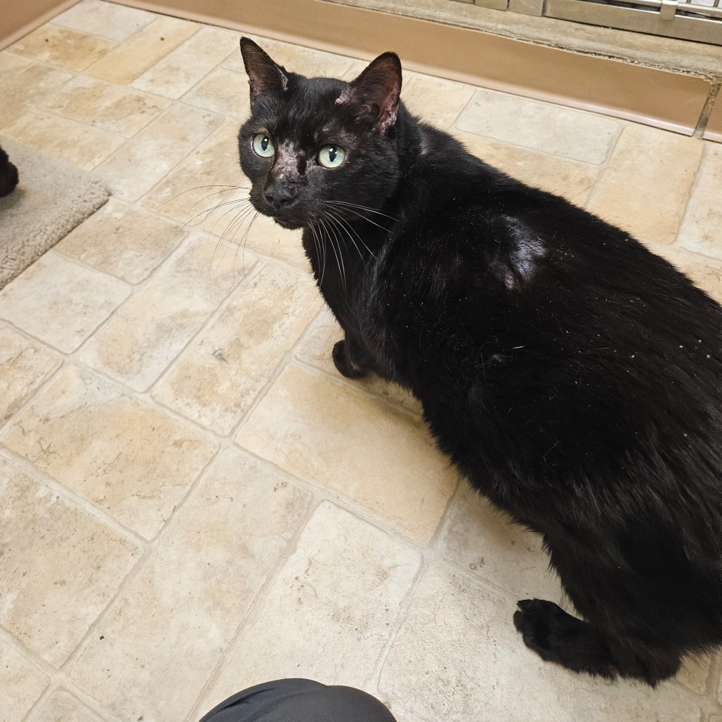 Samuel L. Catson, an adoptable Domestic Short Hair in Monroe, LA, 71203 | Photo Image 2