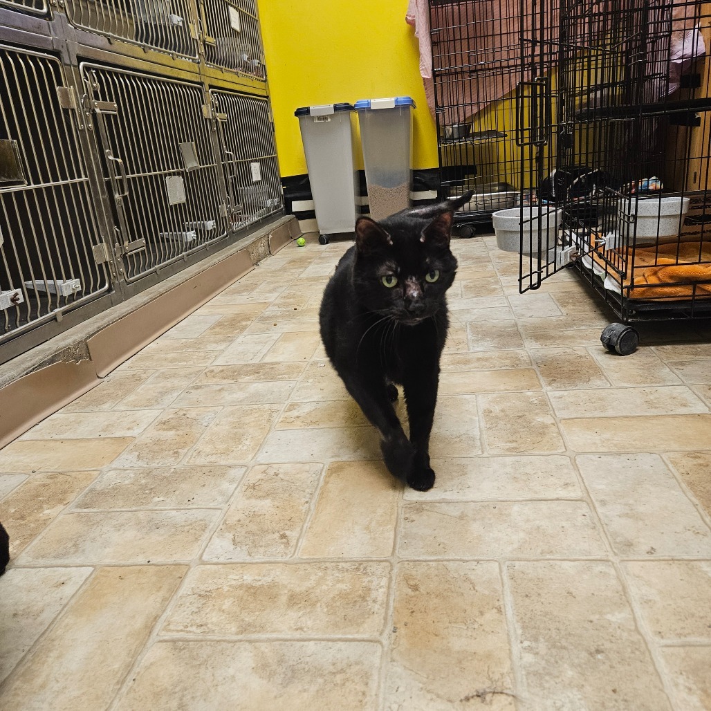 Samuel L. Catson, an adoptable Domestic Short Hair in Monroe, LA, 71203 | Photo Image 3