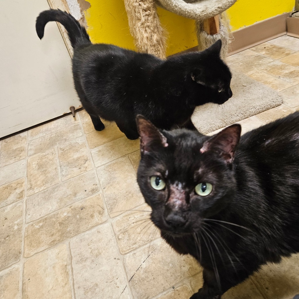 Samuel L. Catson, an adoptable Domestic Short Hair in Monroe, LA, 71203 | Photo Image 4