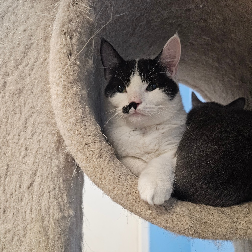 Avery, an adoptable Domestic Short Hair in Monroe, LA, 71203 | Photo Image 1