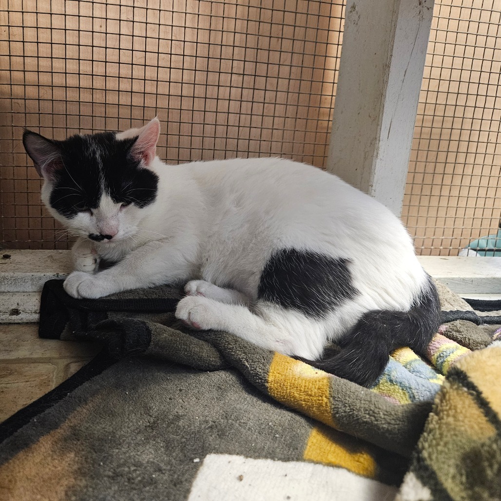 Avery, an adoptable Domestic Short Hair in Monroe, LA, 71203 | Photo Image 2