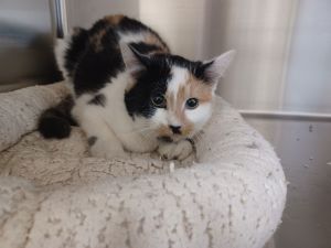 Taz, Young Female Calico