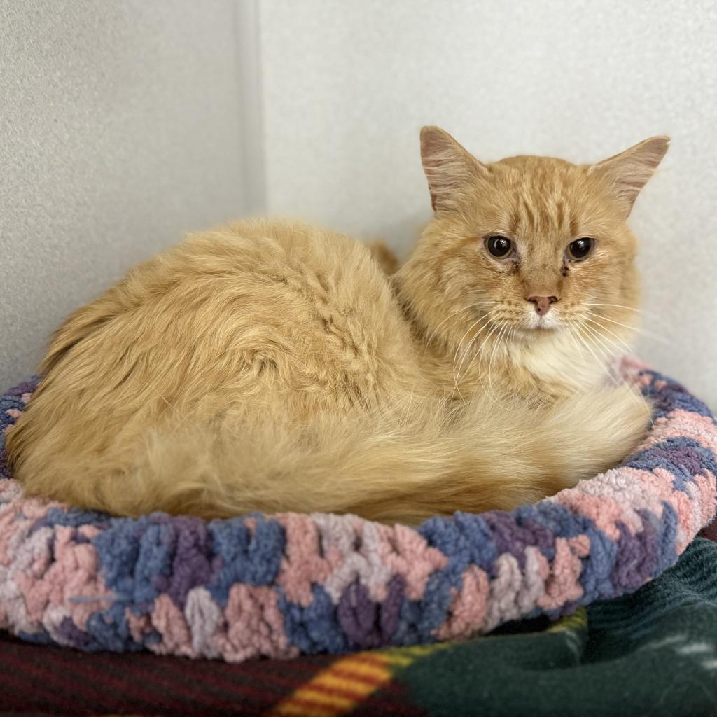 Bowser, an adoptable Domestic Medium Hair in North Battleford, SK, S9A 2M7 | Photo Image 1