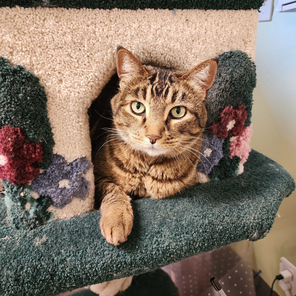 Tiger, an adoptable Domestic Short Hair, Abyssinian in St. Helena, CA, 94574 | Photo Image 1
