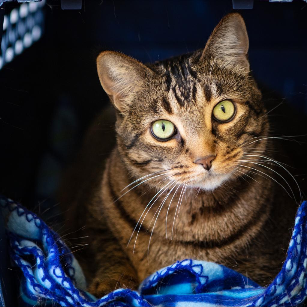 Tiger, an adoptable Domestic Short Hair, Abyssinian in St. Helena, CA, 94574 | Photo Image 2