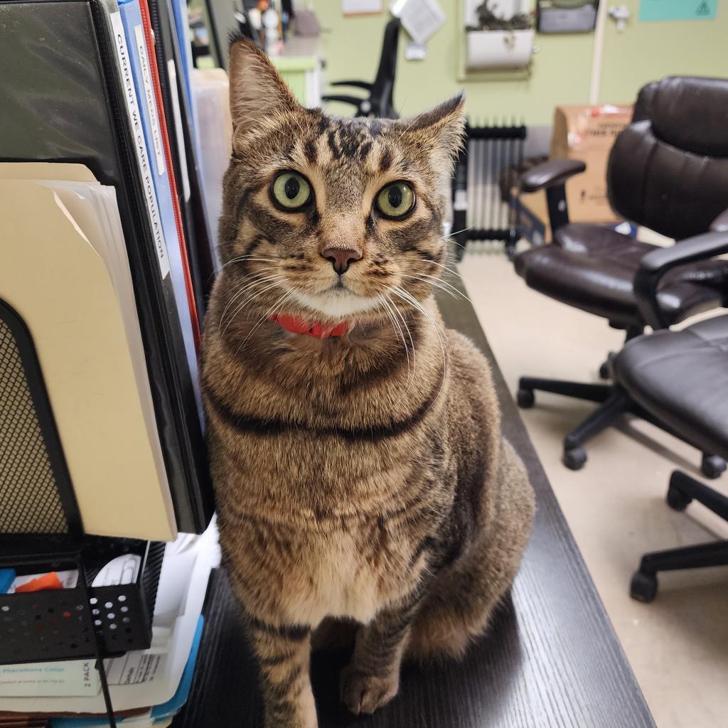 Tiger, an adoptable Domestic Short Hair, Abyssinian in St. Helena, CA, 94574 | Photo Image 3