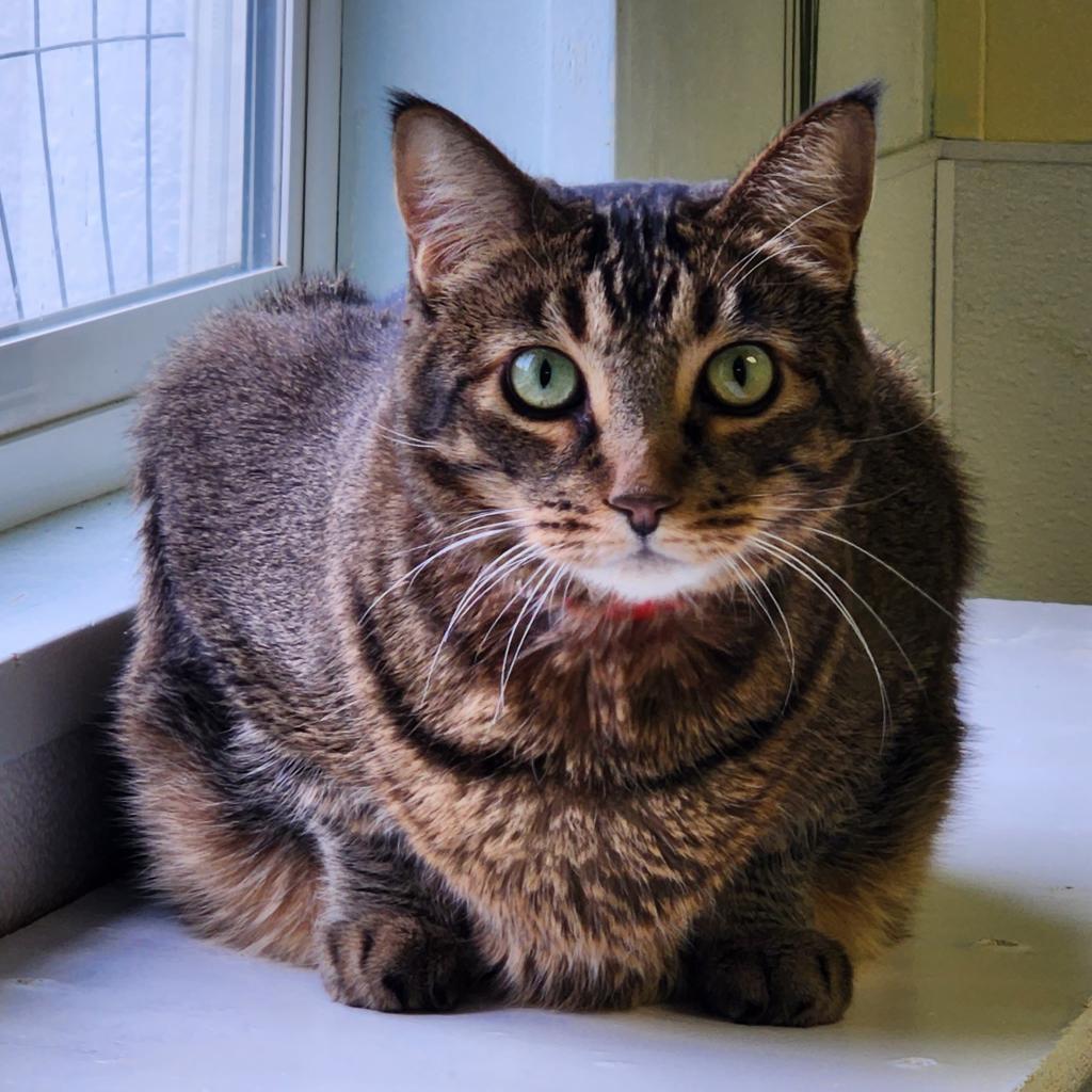Tiger, an adoptable Domestic Short Hair, Abyssinian in St. Helena, CA, 94574 | Photo Image 4