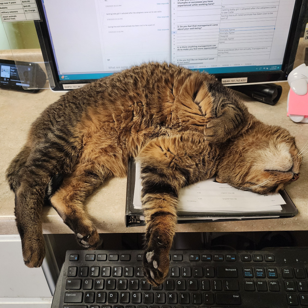 Tiger, an adoptable Domestic Short Hair, Abyssinian in St. Helena, CA, 94574 | Photo Image 4