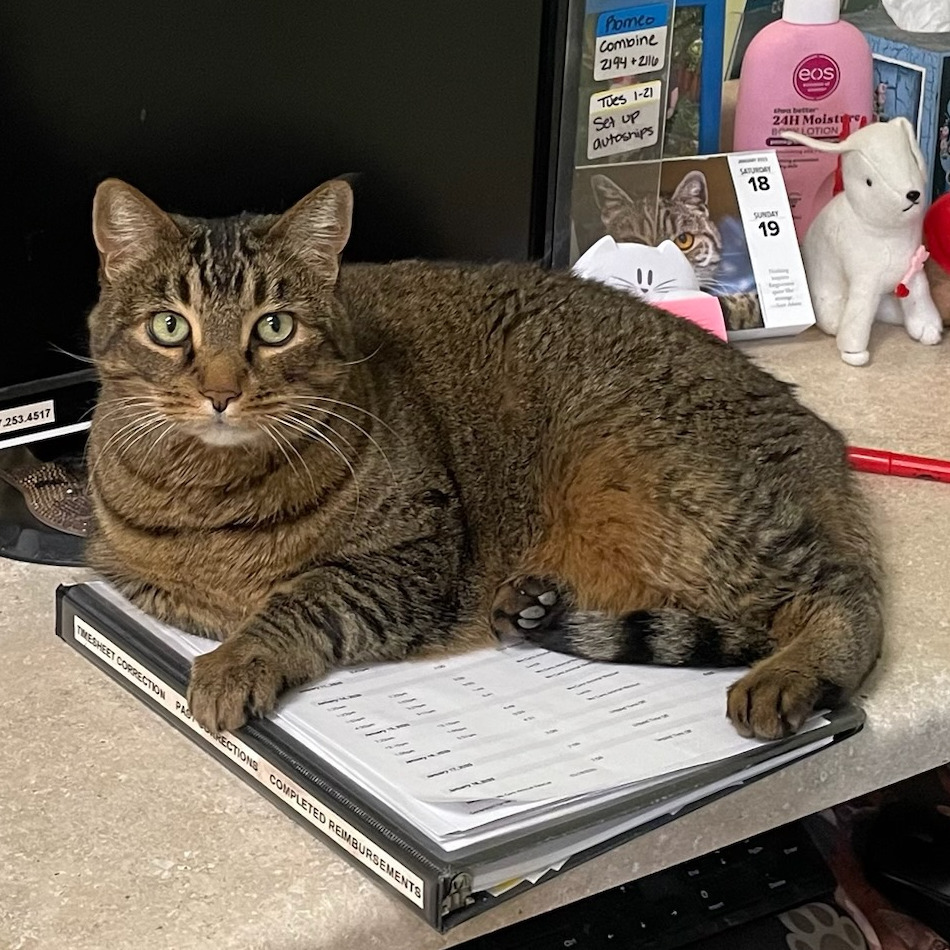 Tiger, an adoptable Domestic Short Hair, Abyssinian in St. Helena, CA, 94574 | Photo Image 6