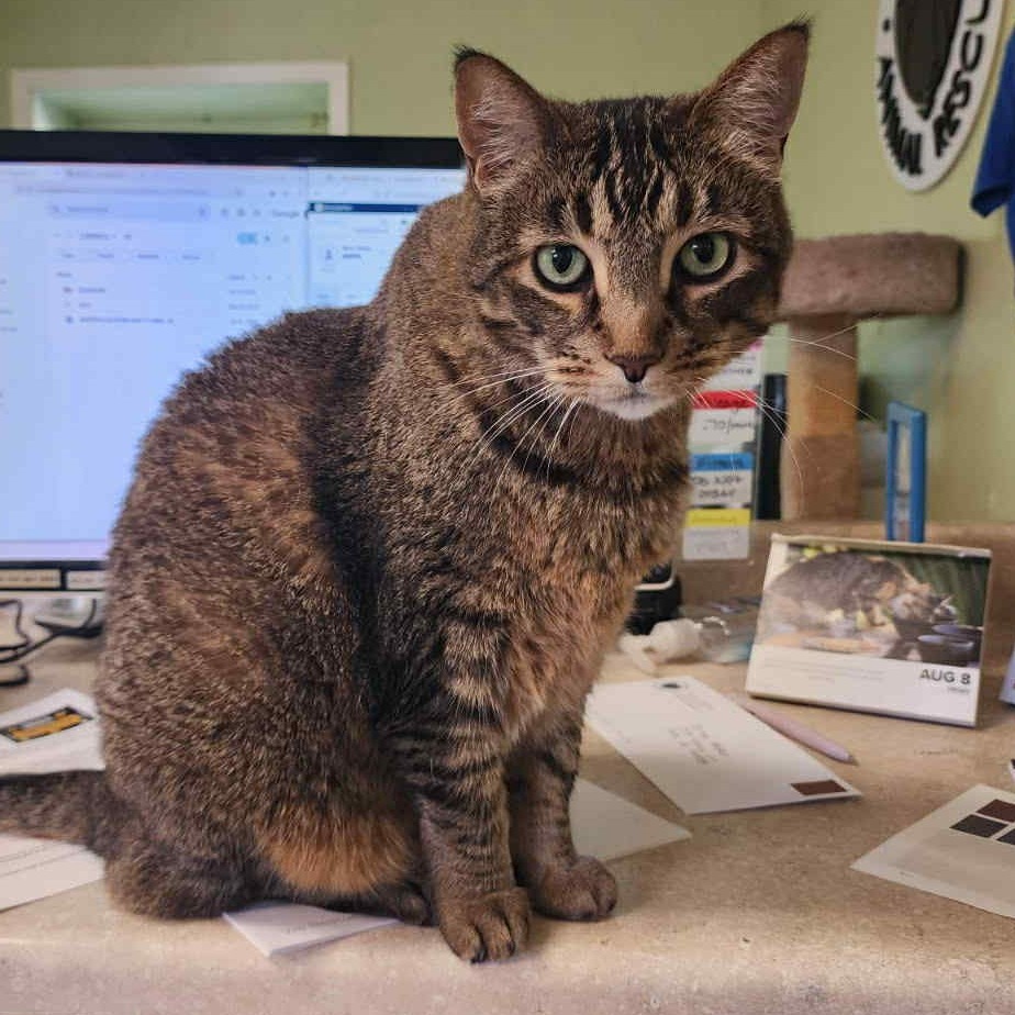 Tiger, an adoptable Domestic Short Hair, Abyssinian in St. Helena, CA, 94574 | Photo Image 6