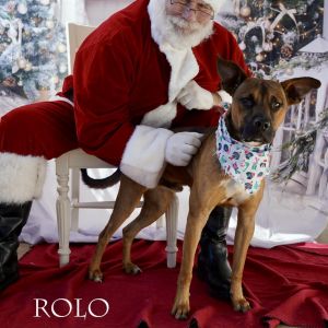 Rolo