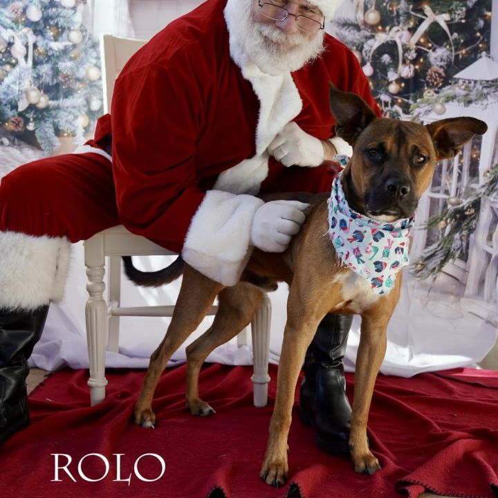 Rolo 1