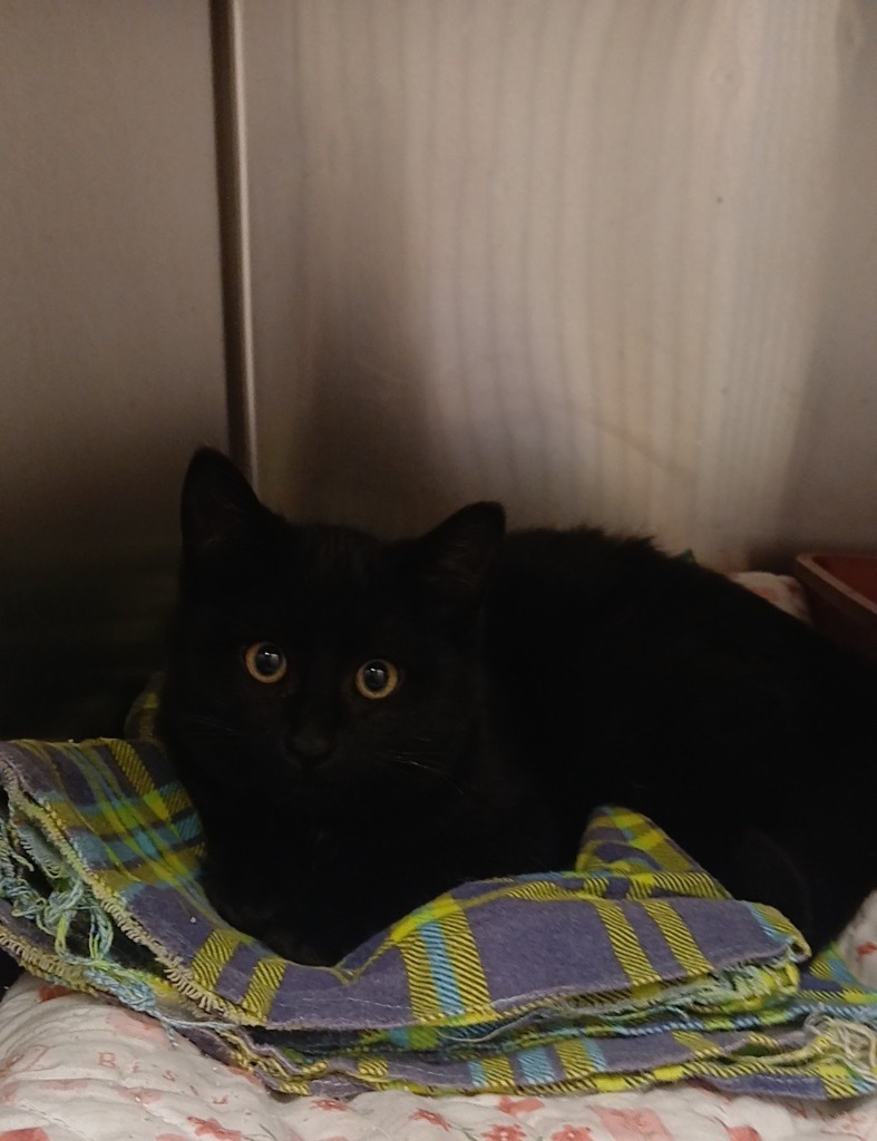 Patch, an adoptable Domestic Short Hair in Elbow Lake, MN, 56531 | Photo Image 1