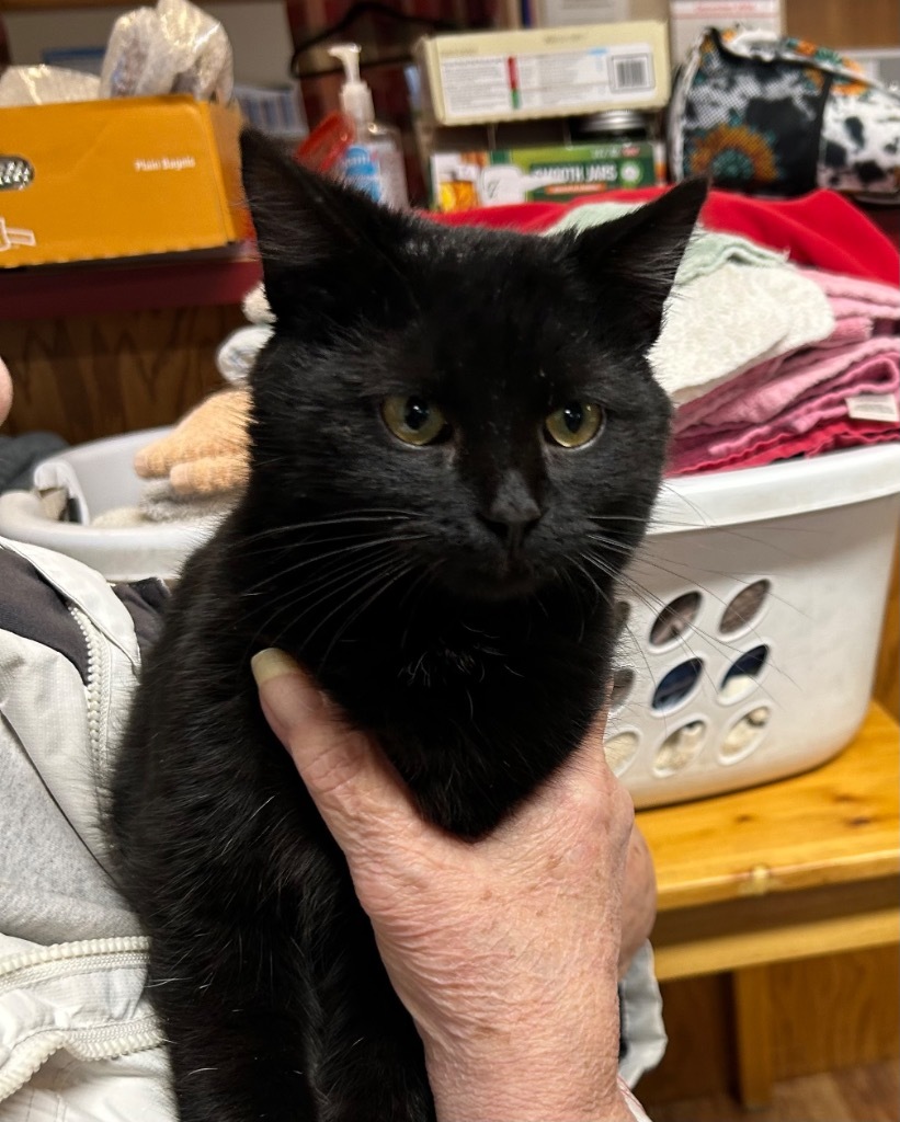 Patch, an adoptable Domestic Short Hair in Elbow Lake, MN, 56531 | Photo Image 2