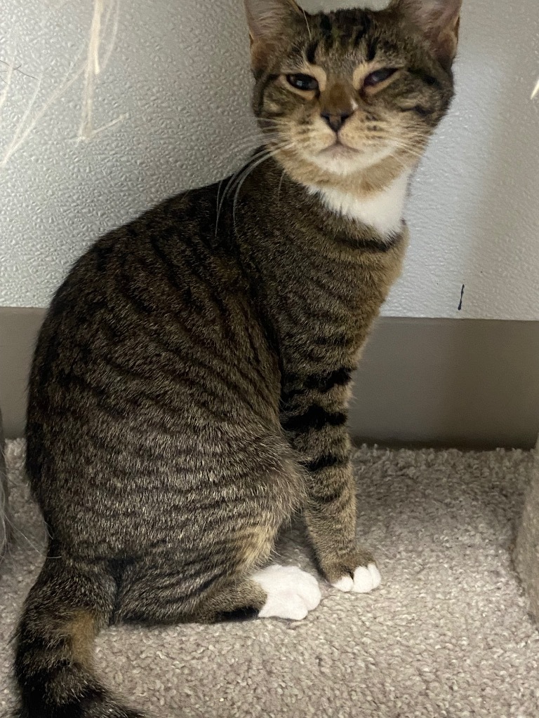 Sandy, an adoptable Domestic Short Hair in Batesville, AR, 72501 | Photo Image 1