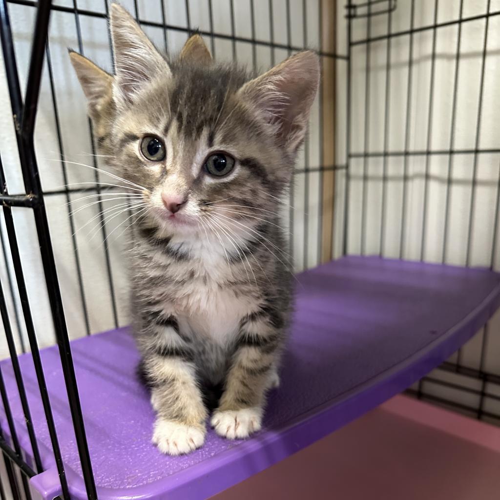 Tigytig, an adoptable Domestic Short Hair in Priest River, ID, 83856 | Photo Image 2