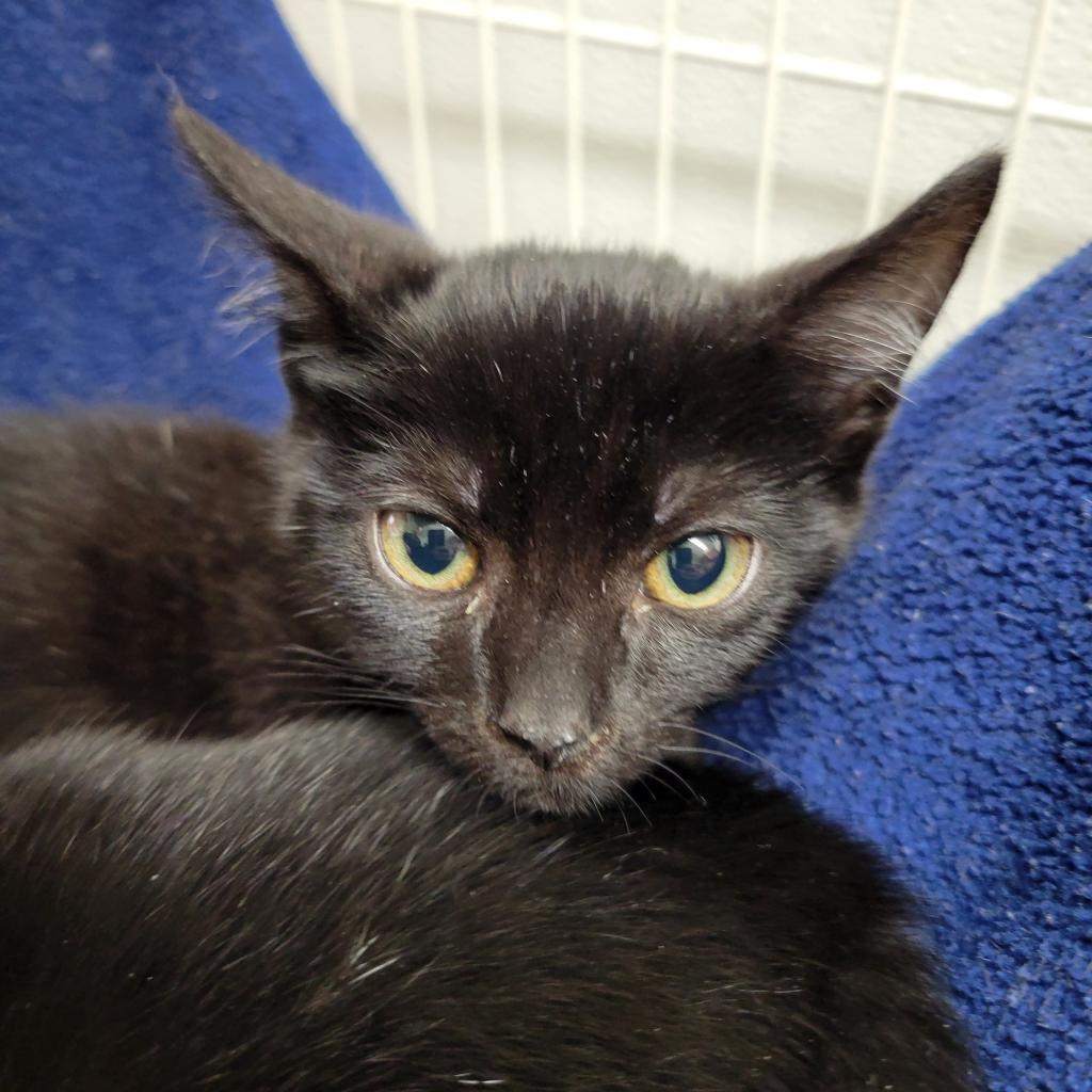 Shatner, an adoptable Domestic Short Hair in Priest River, ID, 83856 | Photo Image 1