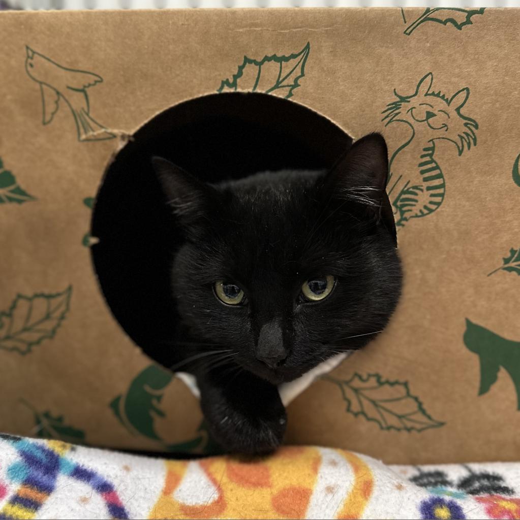 Habanero, an adoptable Domestic Medium Hair in Priest River, ID, 83856 | Photo Image 1