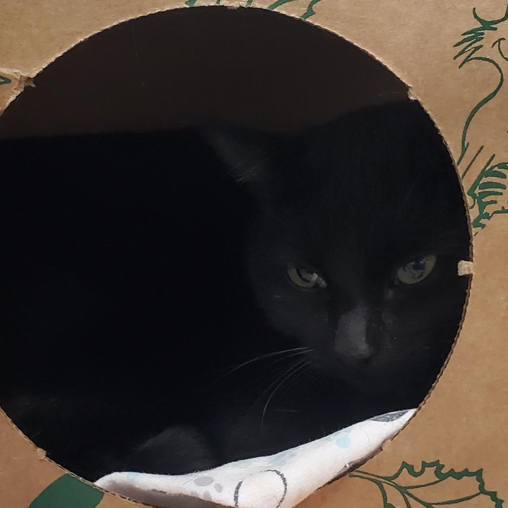 Habanero, an adoptable Domestic Medium Hair in Priest River, ID, 83856 | Photo Image 3