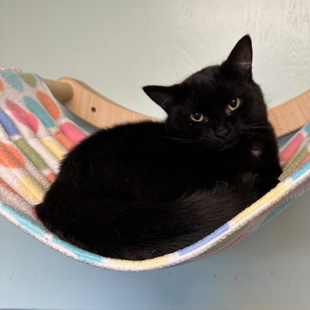 Habanero, an adoptable Domestic Medium Hair in Priest River, ID, 83856 | Photo Image 4