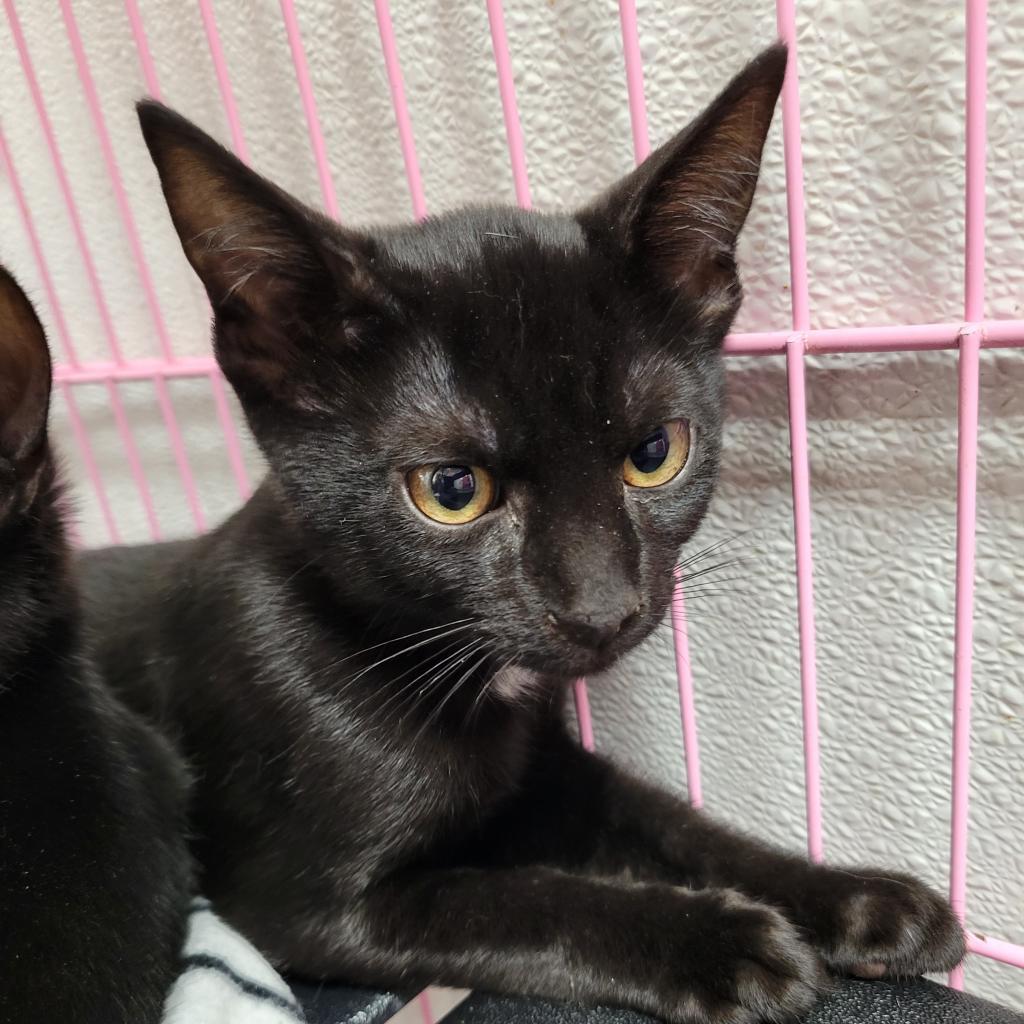 Suelu, an adoptable Domestic Short Hair in Priest River, ID, 83856 | Photo Image 1