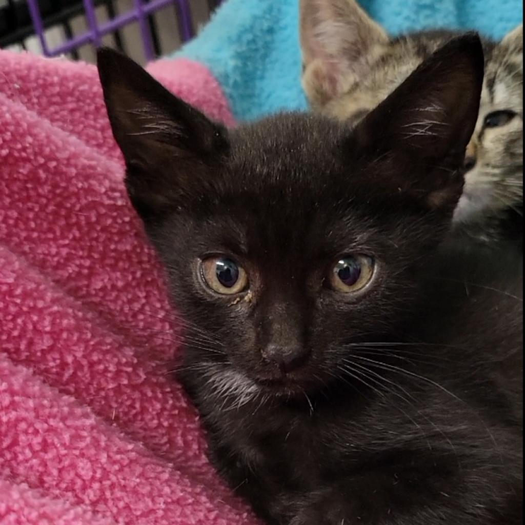 Suelu, an adoptable Domestic Short Hair in Priest River, ID, 83856 | Photo Image 2