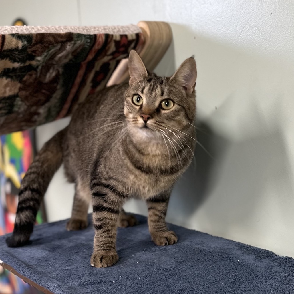 Vallarta, an adoptable Domestic Short Hair in Priest River, ID, 83856 | Photo Image 1