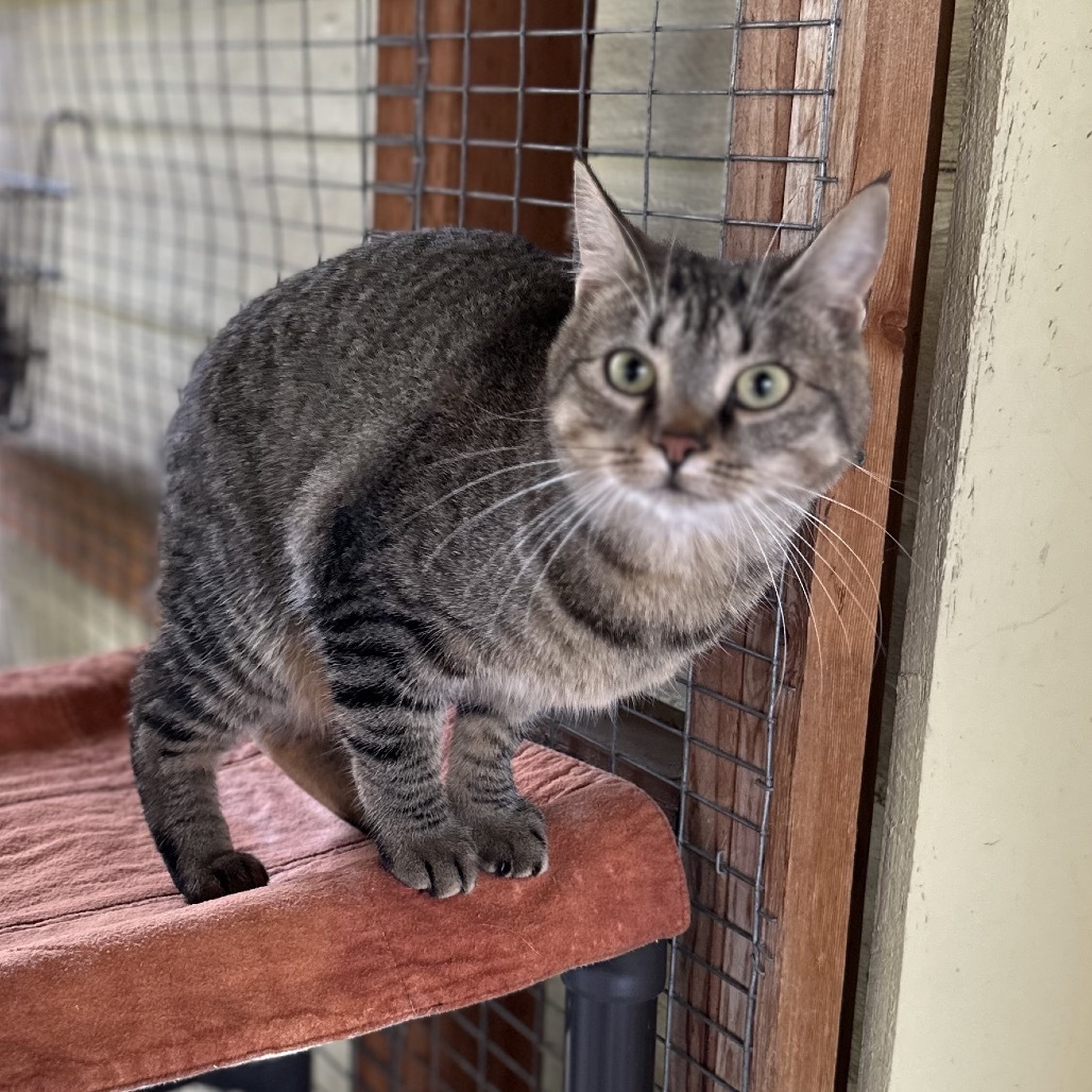 Vallarta, an adoptable Domestic Short Hair in Priest River, ID, 83856 | Photo Image 4