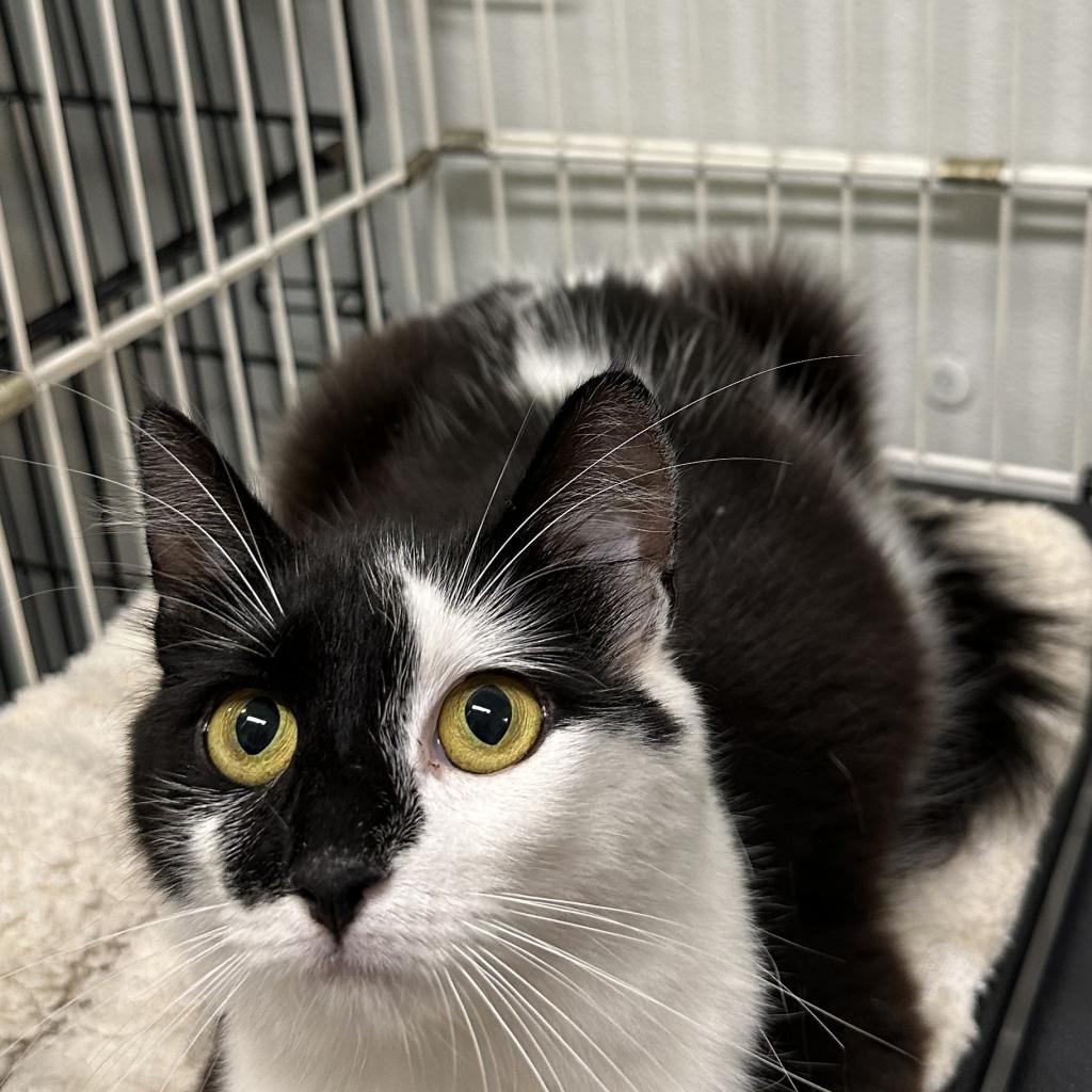 Mookah, an adoptable Domestic Short Hair in Priest River, ID, 83856 | Photo Image 1