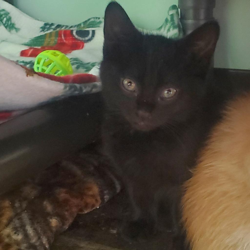 Varian, an adoptable Domestic Short Hair in Priest River, ID, 83856 | Photo Image 2