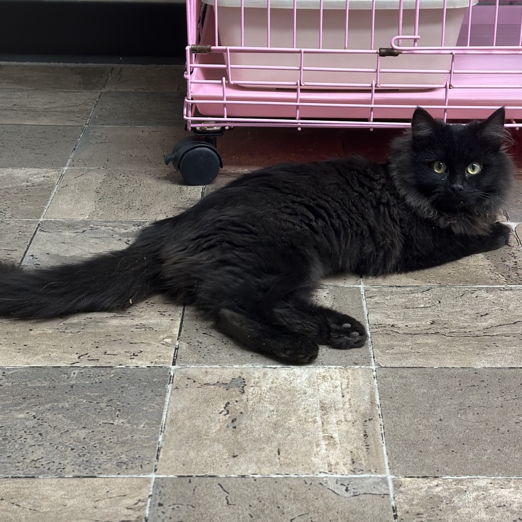 Cayenne, an adoptable Domestic Medium Hair in Priest River, ID, 83856 | Photo Image 1