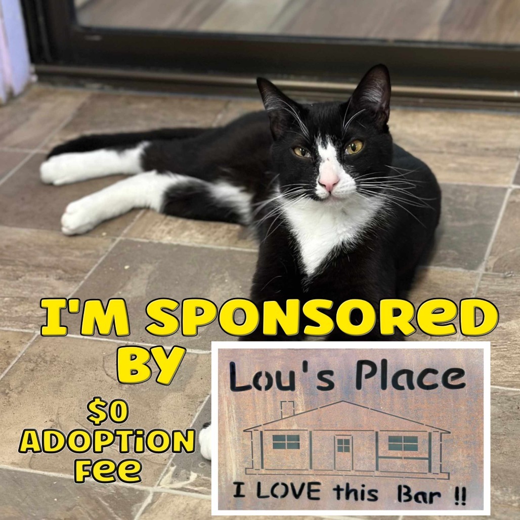 Schroeder, an adoptable Domestic Short Hair in Priest River, ID, 83856 | Photo Image 1