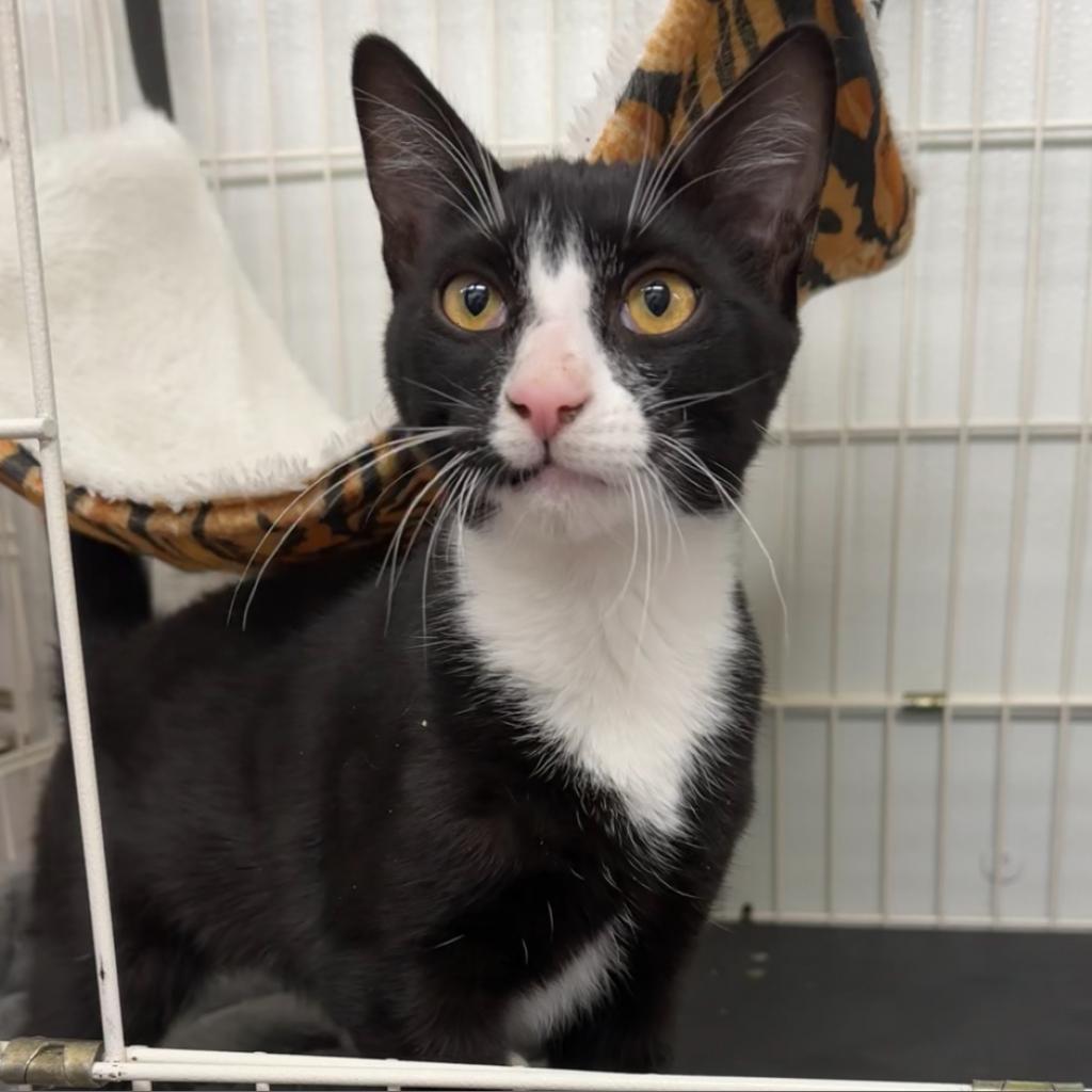 Schroeder, an adoptable Domestic Short Hair in Priest River, ID, 83856 | Photo Image 1