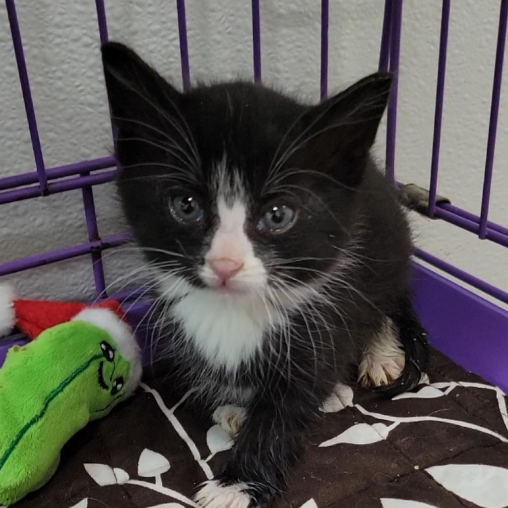 Schroeder, an adoptable Domestic Short Hair in Priest River, ID, 83856 | Photo Image 3