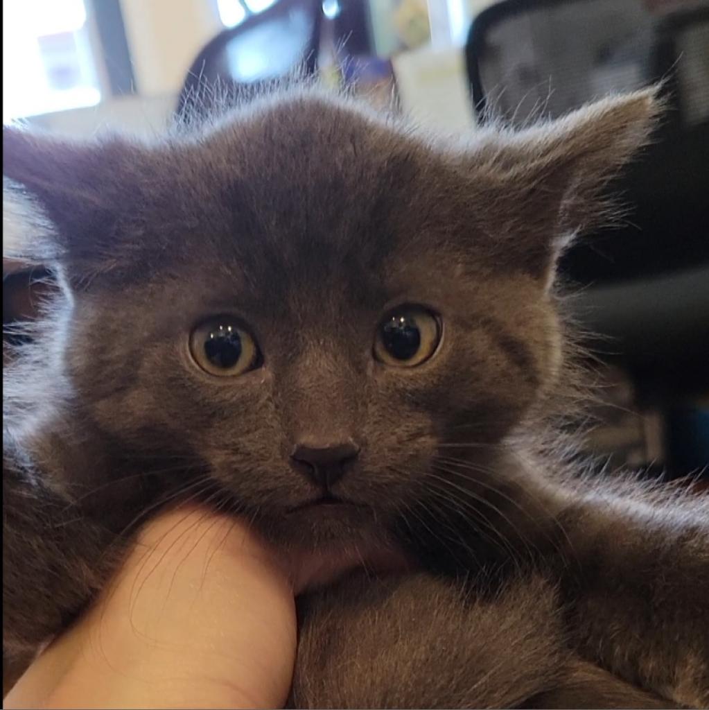 Matty, an adoptable Domestic Medium Hair in Priest River, ID, 83856 | Photo Image 2