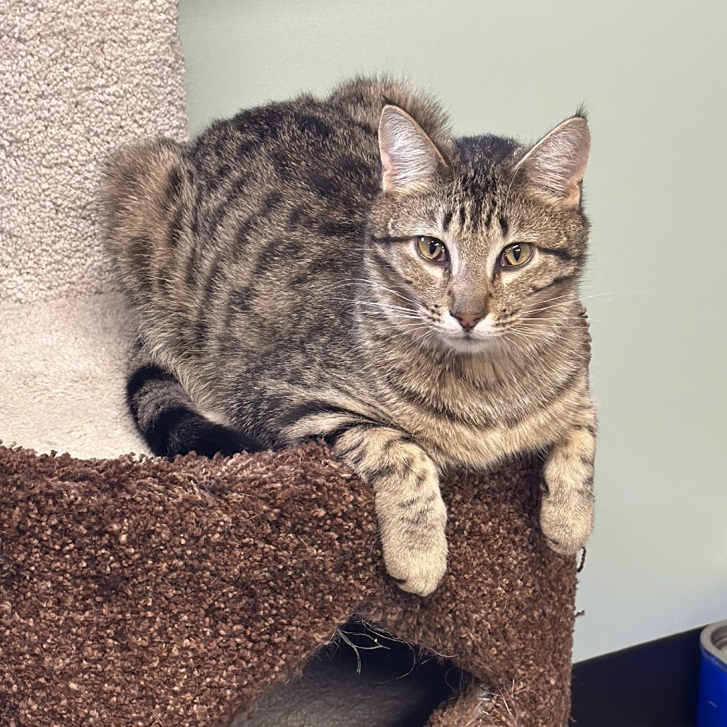 Mikhail, an adoptable Domestic Short Hair in Priest River, ID, 83856 | Photo Image 1