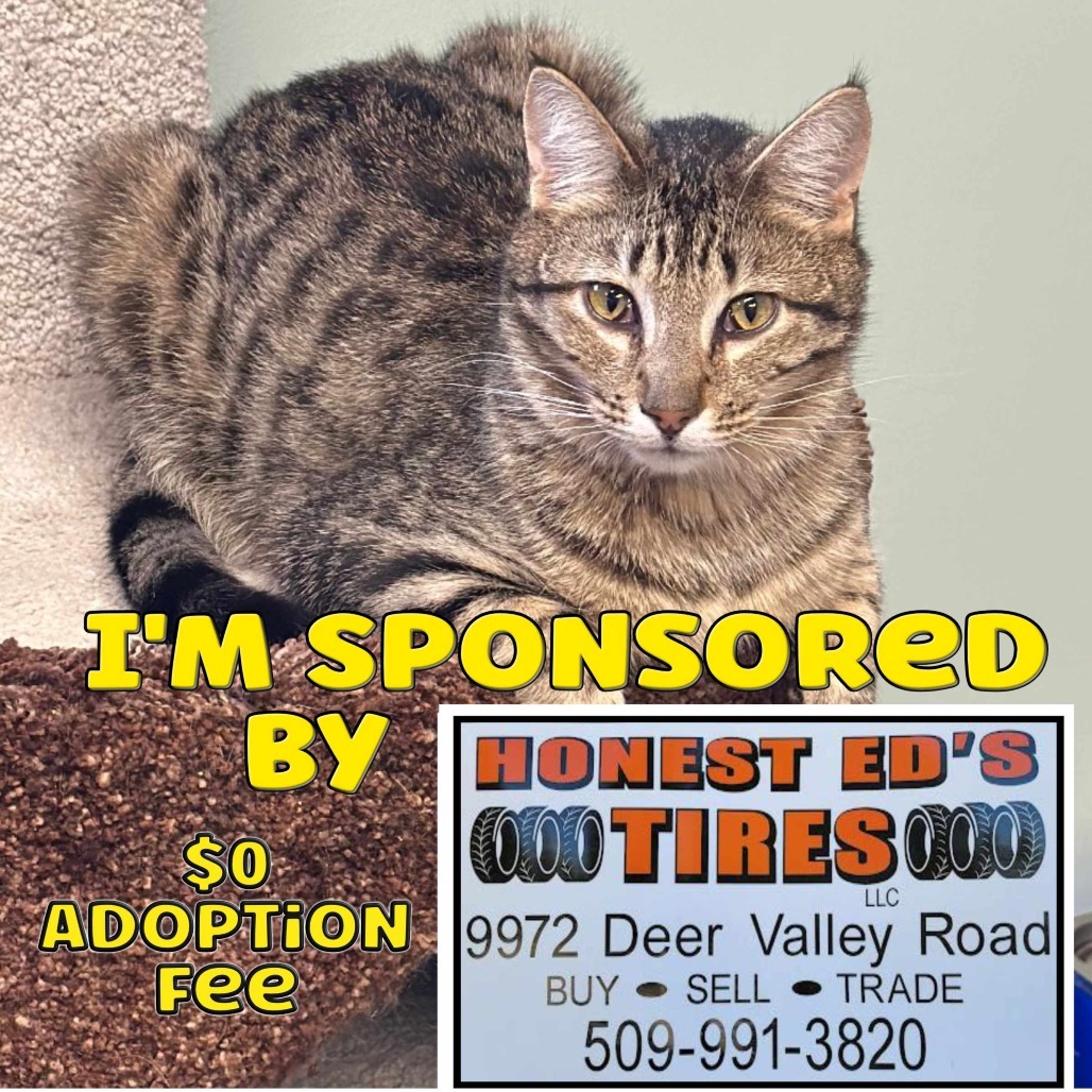 Mikhail, an adoptable Domestic Short Hair in Priest River, ID, 83856 | Photo Image 1