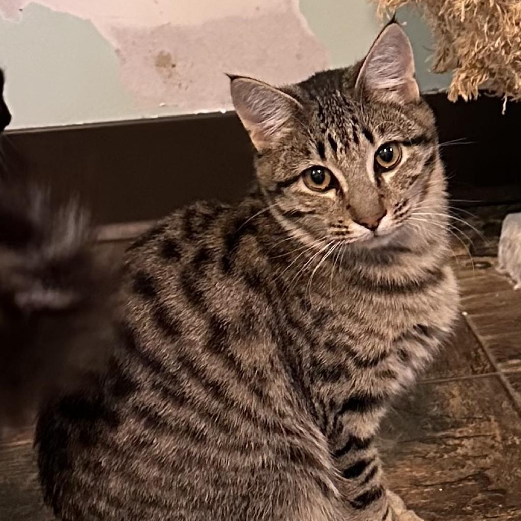 Mikhail, an adoptable Domestic Short Hair in Priest River, ID, 83856 | Photo Image 2