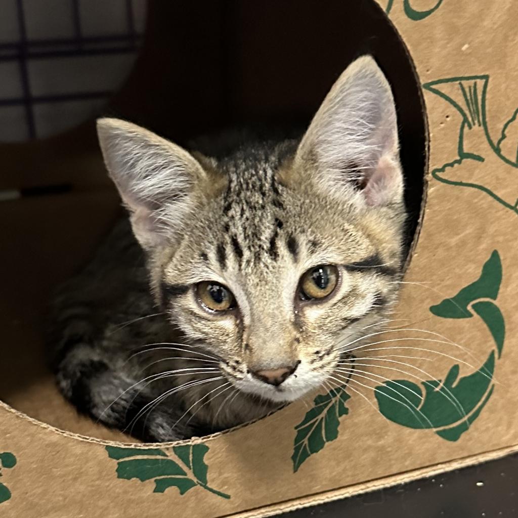 Mikhail, an adoptable Domestic Short Hair in Priest River, ID, 83856 | Photo Image 4