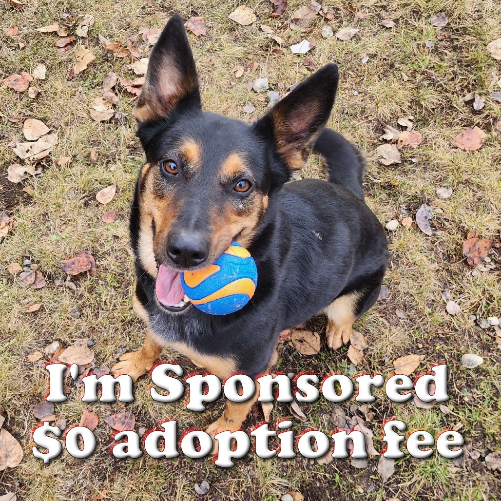 Lola, an adoptable Shepherd, Cattle Dog in Priest River, ID, 83856 | Photo Image 1