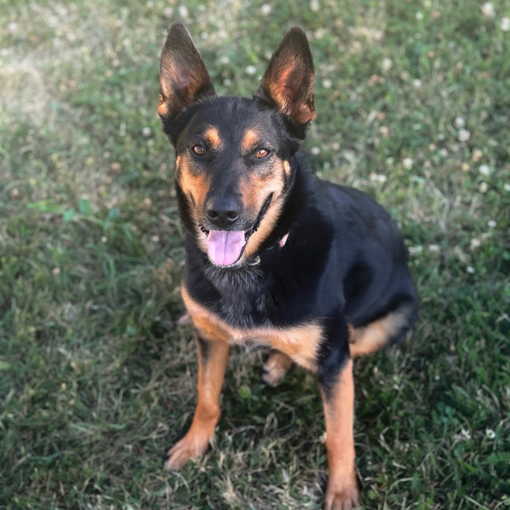 Lola, an adoptable Shepherd, Cattle Dog in Priest River, ID, 83856 | Photo Image 1
