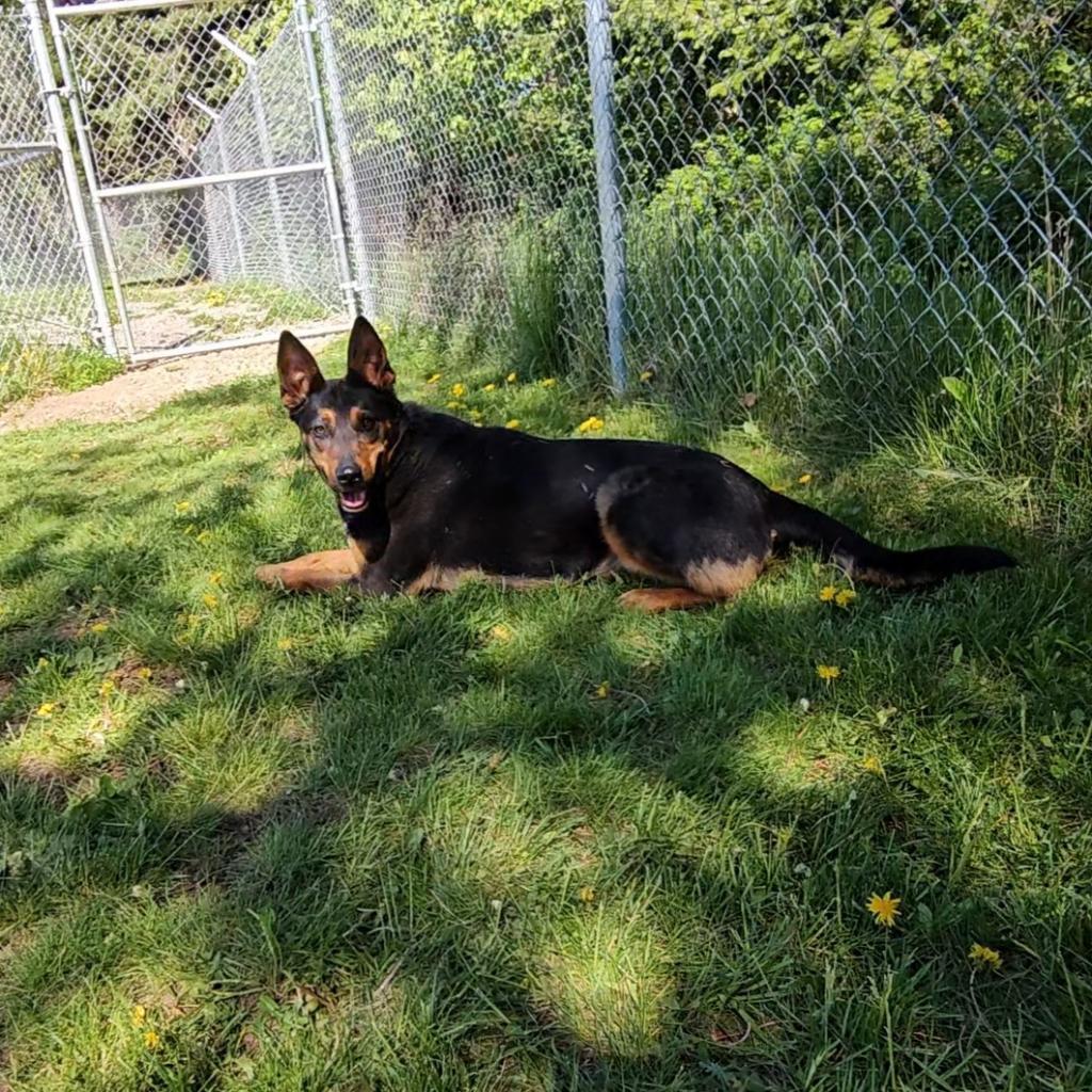 Lola, an adoptable Shepherd, Cattle Dog in Priest River, ID, 83856 | Photo Image 5