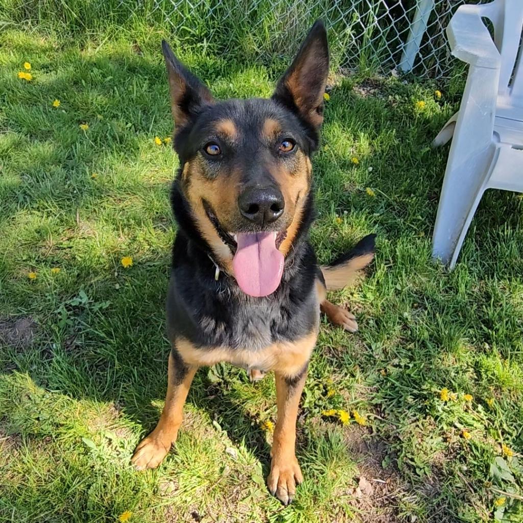 Lola, an adoptable Shepherd, Cattle Dog in Priest River, ID, 83856 | Photo Image 6