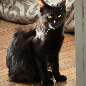 Alba, Young Female Domestic Short Hair