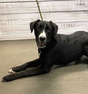 Tate, Young Male Hound