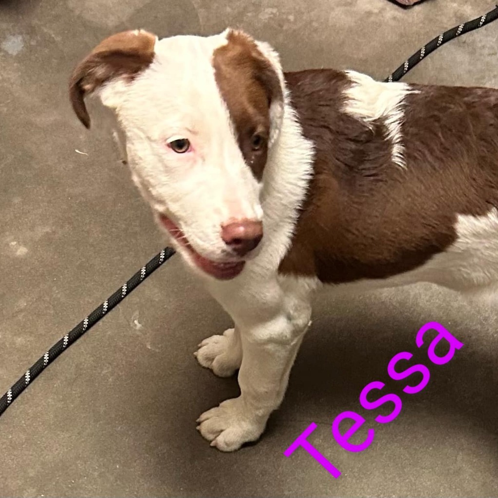 Tessa
