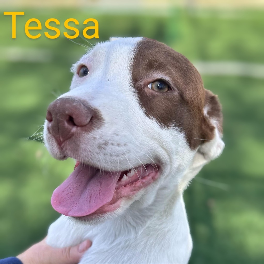 Tessa